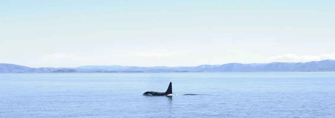 rcinus orca/killer wale in nordic waters